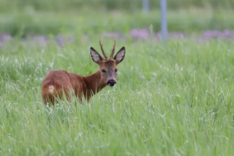 Bărbat din Cluj, amendat pentru că ținea în captivitate un căprior! Animalul a fost eliberat - FOTO
