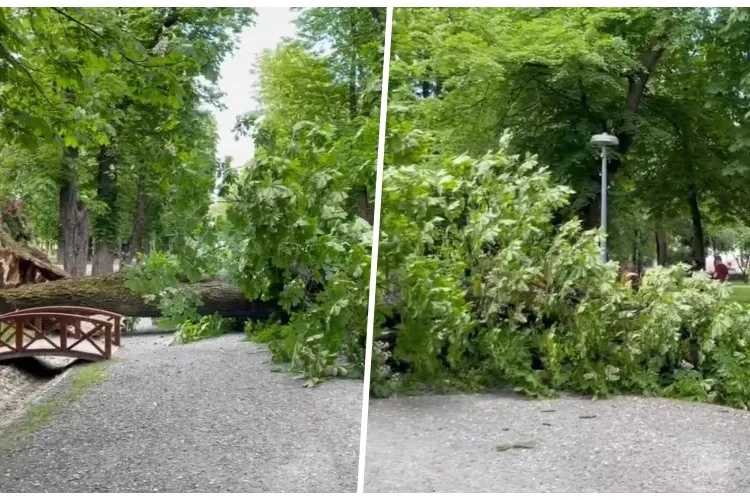 Un copac s-a răsturnat în Parcul Central din Cluj-Napoca, în mijlocul trecătorilor aflați la plimbare: ,,Două femei au fugit în ultima clipă” - VIDEO