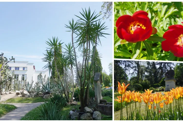 Grădina Botanică din Cluj-Napoca și-a schimbat programul! Intrare gratuită pentru tinerii sub 35 de ani, de Ziua Națională a Tineretului