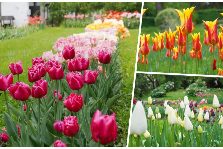 Spectacol de primăvară la Grădina Botanică din Cluj-Napoca! Cei care îi trec pragul pot admira sute de specii de lalele superbe - FOTO