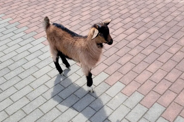   O căpriță a ieșit la joacă într-un parc din Cluj: ,,A venit și ea la copii” - FOTO 