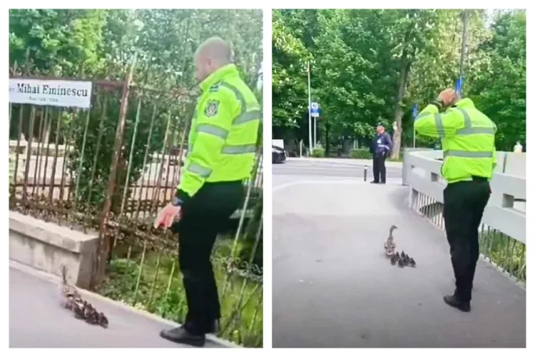 O rață cu boboci, escortată spre Canalul Morii de un polițist local, pe străzile Clujului - VIDEO