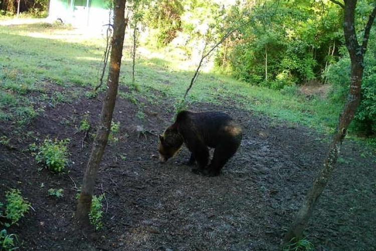 Urs surprins în curtea unei cabane din Cluj! Ce trebuie să faceți dacă dați peste un astfel de animal