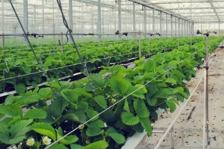 Afacerea cu care un ardelean a dat lovitura! Un singur fruct-gigant ajunge la 170 de grame şi se vinde cu 20 de lei kilogramul