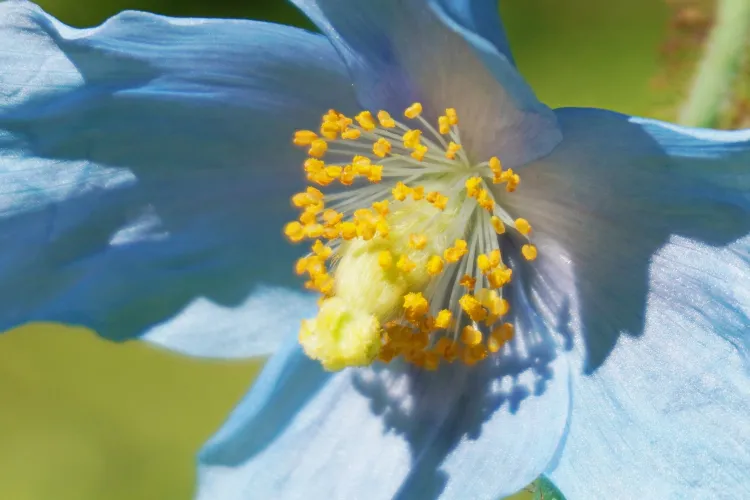 A înflorit macul albastru himalayan la Grădina Botanică din Cluj: „Profitați de această ocazie unică!”