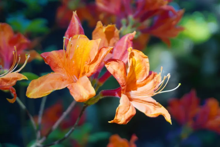 FOTO. Spectacol de culori la Grădina Botanică din Cluj-Napoca: „Când rododendronii sunt în floare, grădina se transformă”