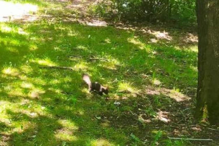 Veverița neagră, văzută la treabă și în parcurile Clujului! Animalul simpatic, surprins de o clujeancă - FOTO