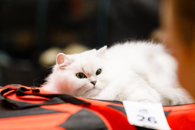 Peste 100 de pisici pot fi admirate în acest weekend la o competiție internațională organizată la Iulius Mall! Vezi drăgălașele feline - FOTO 