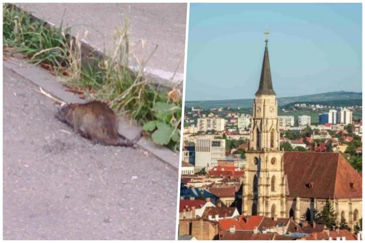 Clujul a urmat modelul Parisului! Acum avem și noi șobolani în centru: ,,La ghenele de gunoi este plin, este nevoie urgent de deratizare”