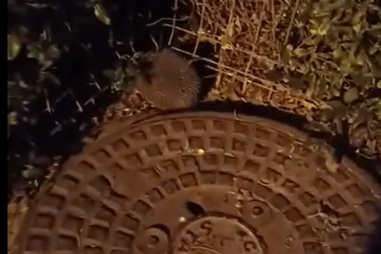 Gardurile metalice din Cluj, pericol uriaș pentru animale: nu pot trece și sunt călcate de mașini! Primăria refuză înlocuirea lor cu garduri vii- VIDEO