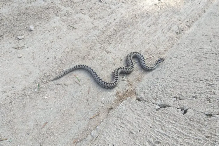 O viperă a fost filmată într-o zonă turistică a Clujului. Ce trebuie să faceți dacă vă întâlniți cu acești șerpi magnifici - FOTO