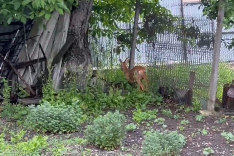 VIDEO. Căprior blocat într-o curte din Cluj-Napoca, salvat de voluntari și jandarmii clujeni. A fost eliberat după 3 zile!