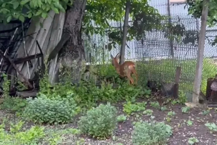 VIDEO. Căprior blocat într-o curte din Cluj-Napoca, salvat de voluntari și jandarmii clujeni. A fost eliberat după 3 zile!