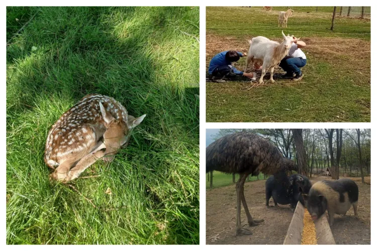 O familie din Bihor a reuşit să construiască de la zero o grădină zoologică, un mic paradis în natură: „Pe o parte de vaci am dat pălinca de pere