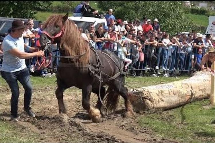 FORȚĂ și FRUMUSEȚE la Concursul de cai de tracțiune din Gilău, județul Cluj. O tradiție veche și frumoasă, dar oare e bine ce le facem animalelor? VIDEO 