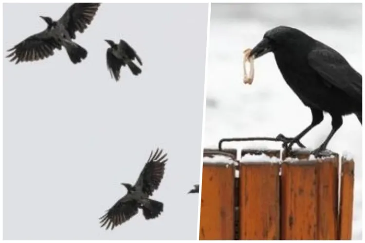 O cioară agresivă terorizează Mănășturul!  Șase clujeni au fost atacați de păsări în ultima săptămână, toți în aceeași zonă 