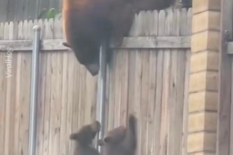  N-ai văzut ceva mai drăguț decât asta: O ursoaică își ajută puiuții să treacă peste un gard - VIDEO 