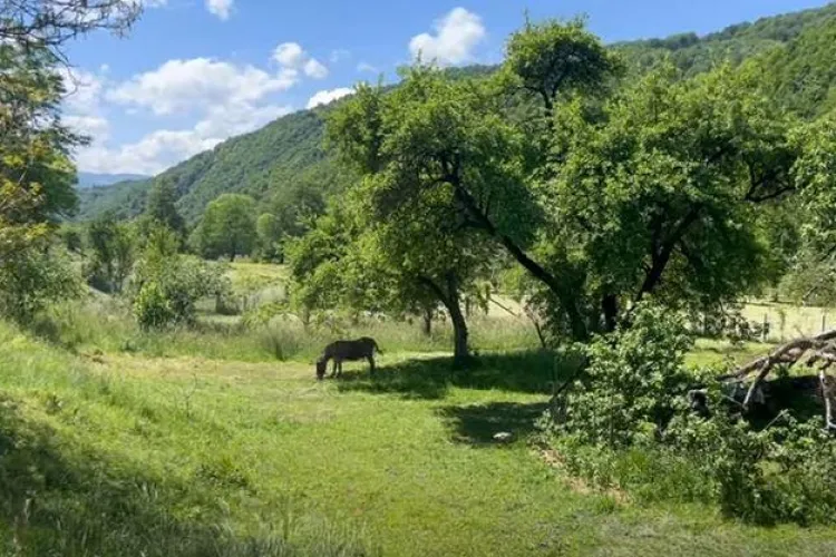 Sătul de Cluj, un tânăr a renunțat la job-ul de la bancă și s-a mutat într-un colț de rai din Apuseni să facă agricultură: „În Cluj se mănâncă prost”-VIDEO