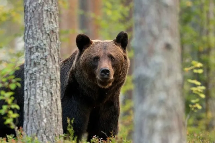 Caz cumplit în Ardeal: Un bărbat a fost găsit fără suflare pe un câmp! Se prespune că a fost atacat de un urs