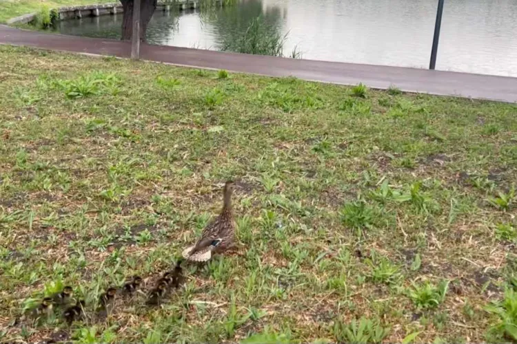 VIDEO. O răţuşcă cu boboci, escortată prin tot Clujul până la lacul Gheorgheni. Polițiștii au dirijat traficul: „Au ajuns la destinație după 2 km”