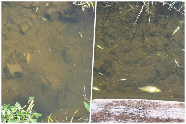 Dezastru ecologic în Cluj! Sute de pești au murit după ce apa sărată de la Parcul Balnear Toroc a ajuns pe Valea Seacă - FOTO 