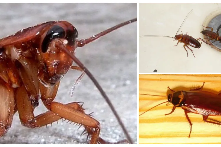 Bloc infestat cu „gândaci mari” într-un cartier din Cluj. Oamenii au ajuns la limita puterilor: „Ajung în balcoane și apartamente, faceți ceva”