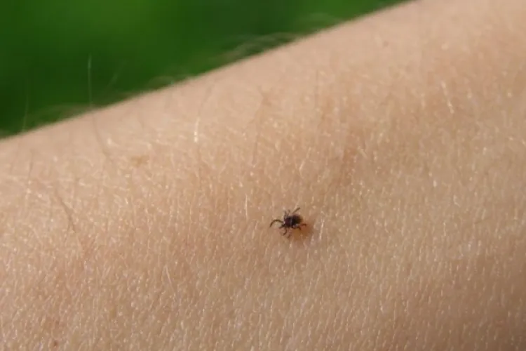 Clujenii din Mănăștur se plâng de invazia căpușelor în parcurile din cartier:,,De o săptămână, în fiecare zi se întoarce copilul cu o căpușă pe el”