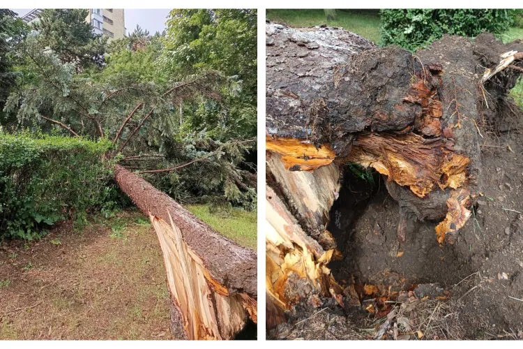 Furtuna de aseară a făcut ravagii și în cartierul Gheorgheni din Cluj: Un copac a fost smuls complet din rădăcini-FOTO