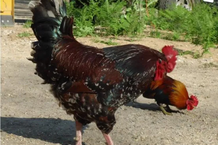 Anunțul amuzant al unui clujean ce vrea să scape de doi cocoși „arțăgoși”: „Abia au trecut de adolescență/ Nu le mai place libertatea. Își caută cratiță” 