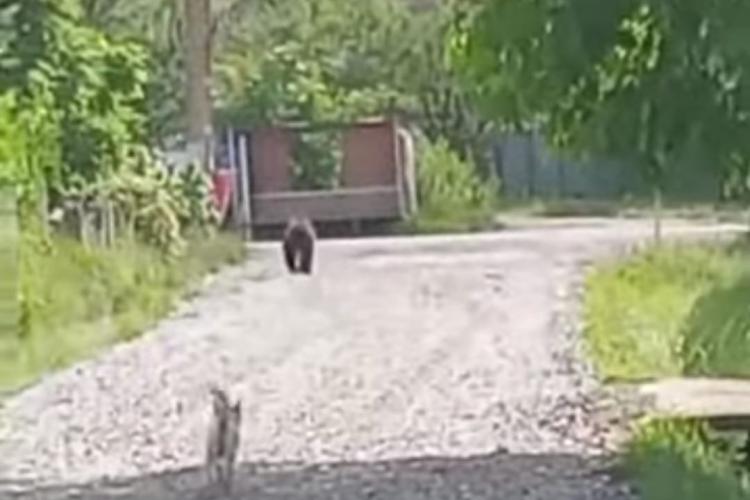 VIDEO. Urs pus pe fugă de un cățel curajos într-o localitate din Cluj! Un localnic a reușit să surprindă momentul