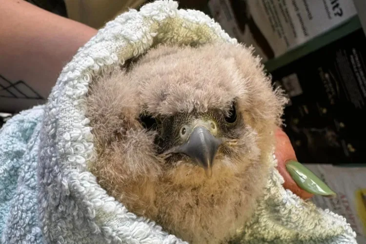 Oameni cu suflet mare în Cluj! O tânără a salvat un pui de șoim după ce a fost atacat de câini - FOTO