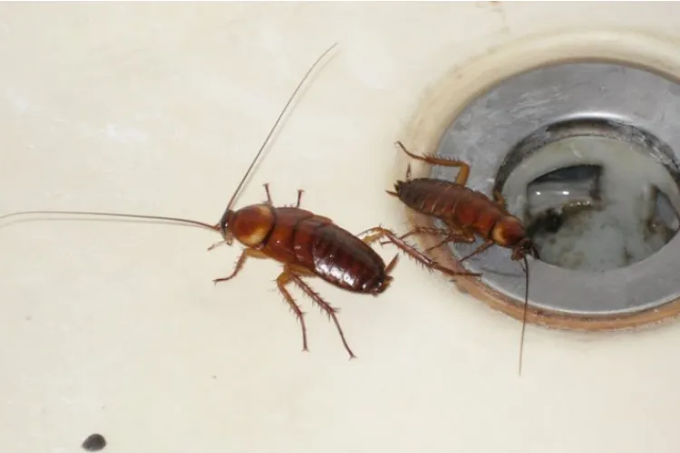 Bloc din Cluj, infestat cu gândaci. Chiriașii se plâng: „Am plătit de trei ori să fac dezinsecție”/„Tot apar alții de la vecini”