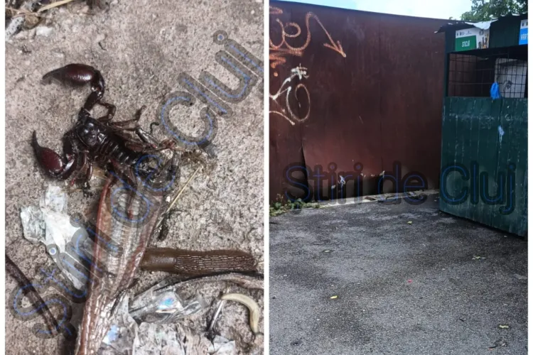 Descoperire înfricoșătoare în Cluj: Scorpion și șarpe lângă o ghenă dintre blocurile din Grădini Mănăștur!  - FOTO 