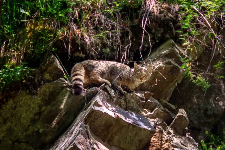 Pisică sălbatică superbă, întâlnită de rangeri într-o pădure din Ardeal: „Colegii noștri au avut o întâlnire spectaculoasă” - FOTO