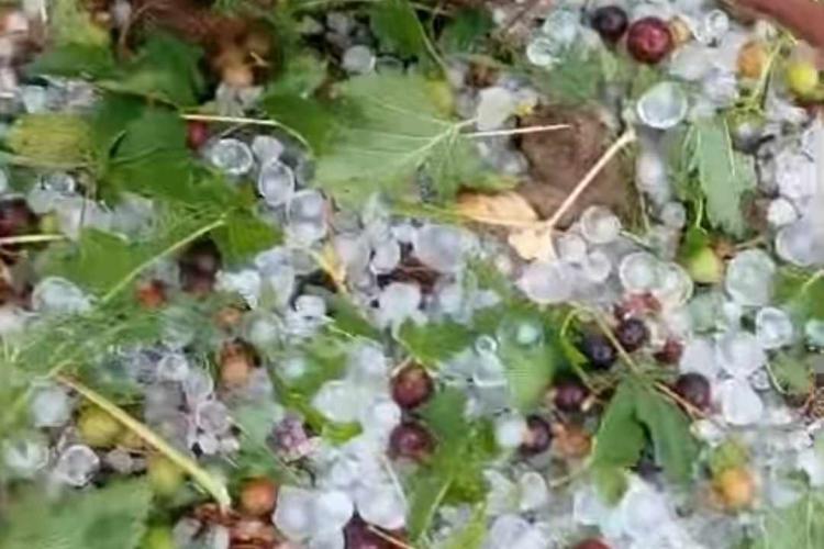 Situație TRAGICĂ pentru o afacere din Cluj: „Grindina a distrus toată munca noastră”/Cei care vor să ajute pot cumpăra produse „simbolice”