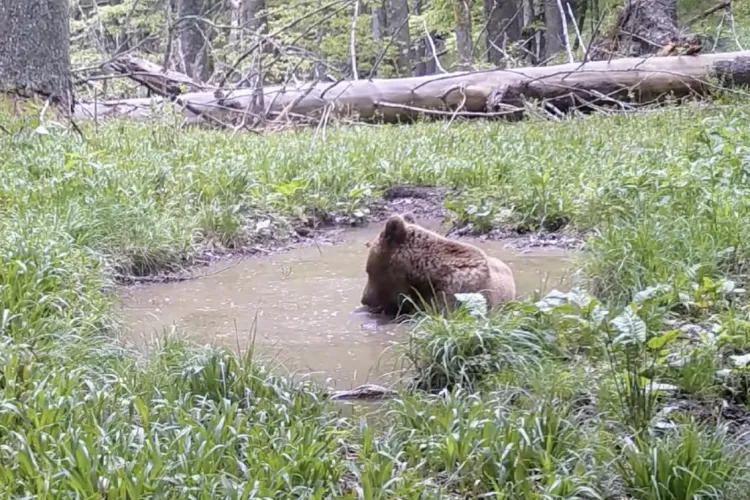 Cât de simpatic: A ieșit ursul la scăldat în „piscina” din pădure! - VIDEO 