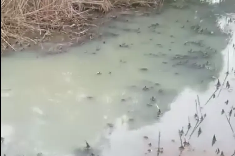 Cluj- Dezastru ecologic în Apahida din cauza deversărilor din fosele septice de la imobilele din zonă: „Nu v-aș dori să îl mirosiți”- VIDEO