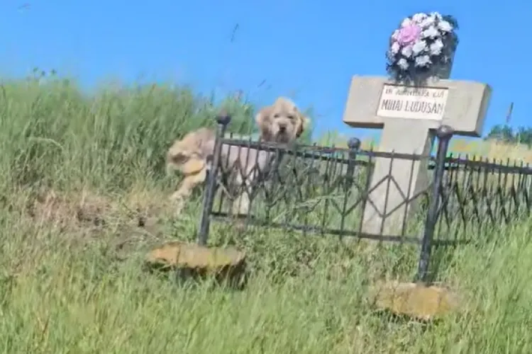 Cățel abandonat, păzește o cruce pe marginea unui drum din Cluj/ E speriat și nu se apropie de nimeni : „Doamne câtă suferință!” VIDEO
