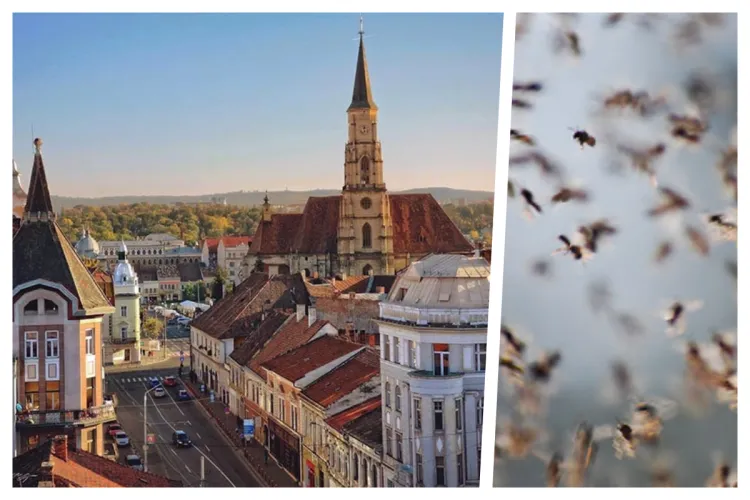 Invazia de insecte i-a adus pe clujeni la capătul puterilor! „Ar trebui făcută o dezinsecție cât mai rapid” 