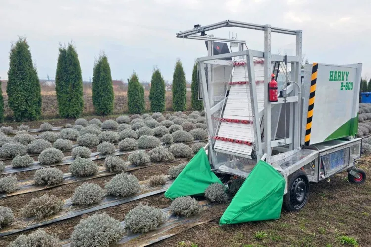 Cât a ajuns să coste mașina românească de recoltat lavandă? A fost inventată la Cluj și poate culege un lan în câteva ore 