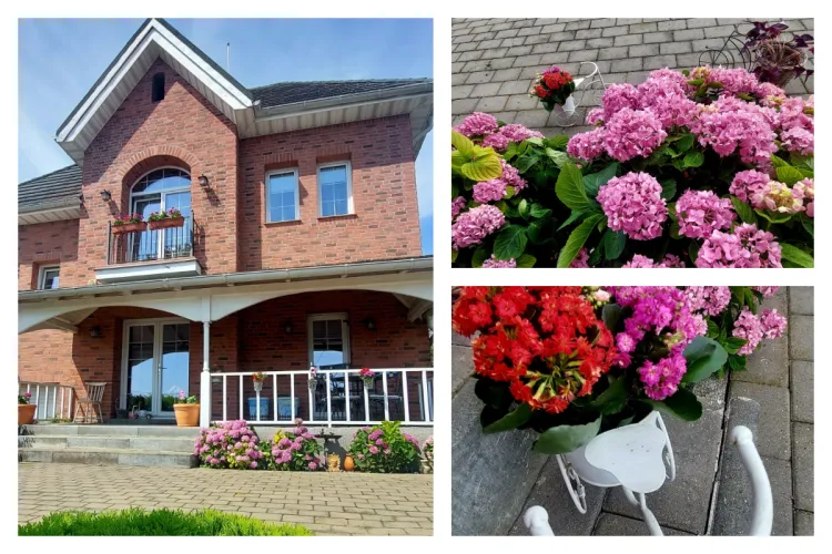 Explozie de culori într-un cartier al Clujului! Au înflorit superbele hortensii în grădinile clujenilor - FOTO