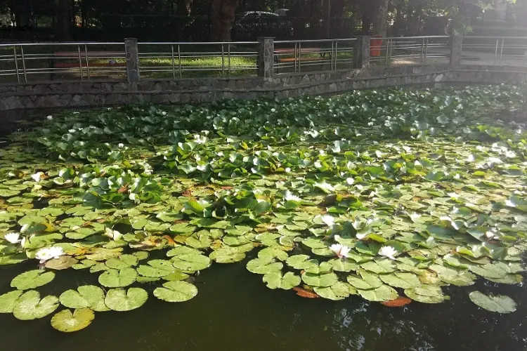 Lacul din Ardeal, unic în toată Europa! Este singurul lac unde crește nufărul termal, floarea regină a Nilului 