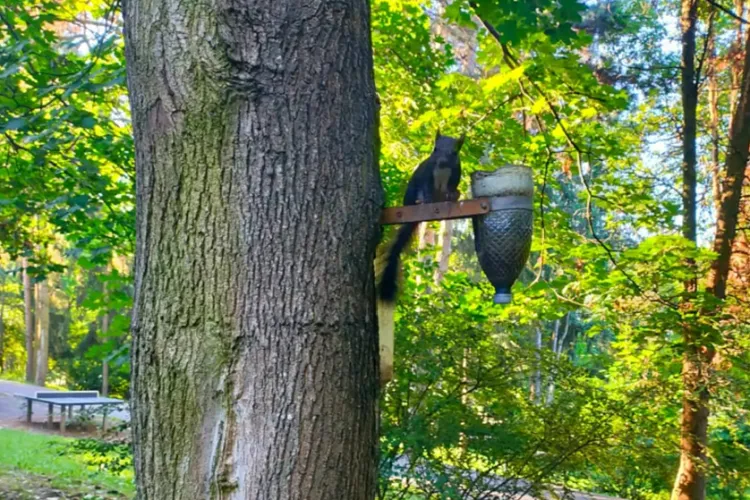Fotografia zilei: Veveriță neagră, ce părea să stea la pozat, surprinsă astăzi de o clujeancă în parcul Detunata, din cartierul Gheorgheni din Cluj