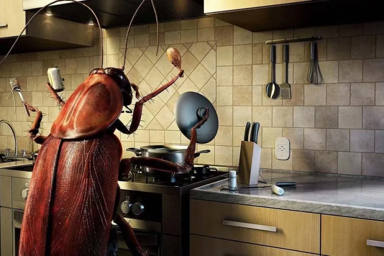 E dezastru în Cluj din cauza gândacilor. Un chiriaș disperat îi avertizează și pe alții: „Evitați zona! Era pur și simplu infectă când am tras mobila”