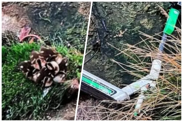 Multă lume, oameni puțini! La Cluj o trotinetă electrică a fost aruncată în Someș, la doar câțiva pași de o familie de rățuște - FOTO 