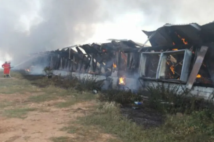 O fermă de porci din Lita, județul Cluj, a luat foc azi-noapte. Peste 600 de porci au murit în incendiu