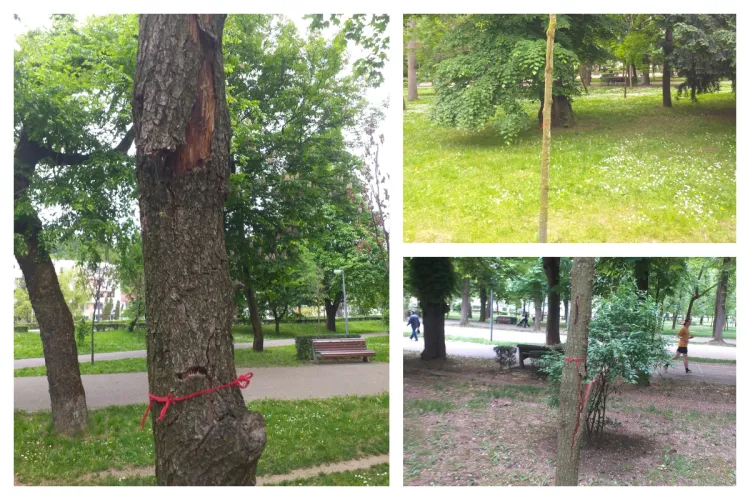 Se taie la Cluj copacii cu adevărat uscați? O clujeancă a găsit 48 de arbori cu probleme în Parcul Central: „Am sesizat Primăria”