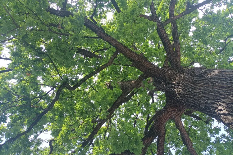 Grădina superbă din centrul Clujului care poate fi vizitată și în afara evenimentelor: „La umbra stejarului, cel mai vechi din centru, de peste 150 de ani”