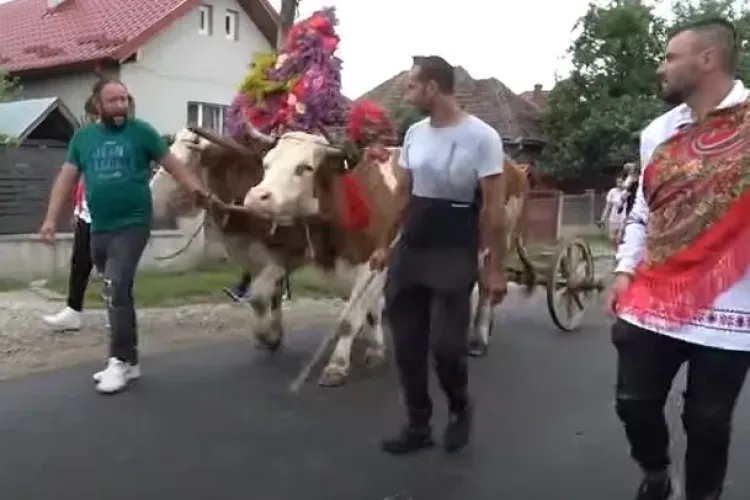 TRADIȚIE UNICĂ a satelor de pe Someș, veche de veacuri. ÎMPĂNATUL BOULUI are loc anual, de Rusalii FOTO VIDEO 