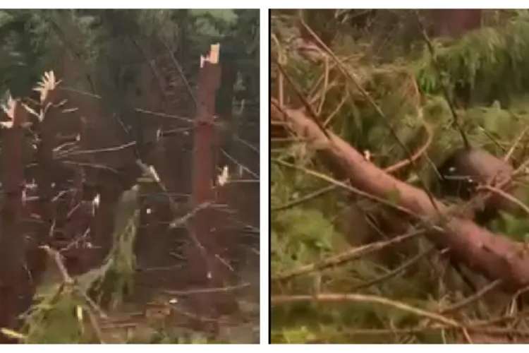 O tornadă a făcut ravagii într-o pădure la 150 de kilometri de Cluj-Napoca. A distrus zeci de molizi: ,,Doamne ferește, ce dezastru” - VIDEO